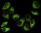 AMPK beta 1 Antibody